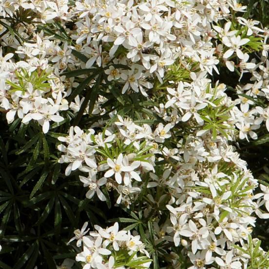 Oranger du Mexique nain 'White Dazzler' - Choisya 'White Dazzler' - FLEURANDIE