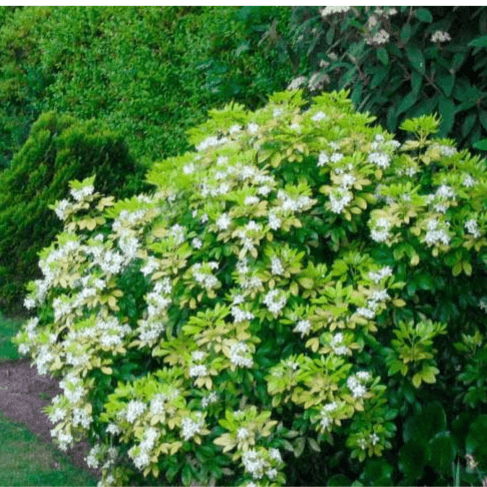 Oranger du Mexique 'Sundance' - Choisya ternata 'Sundance' - FLEURANDIE