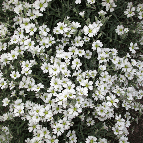 Oreille de souris, Céraiste - Cerastium tomentosum - FLEURANDIE