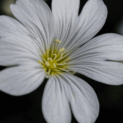 Oreille de souris, Céraiste - Cerastium tomentosum - FLEURANDIE