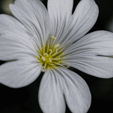 Oreille de souris, Céraiste - Cerastium tomentosum