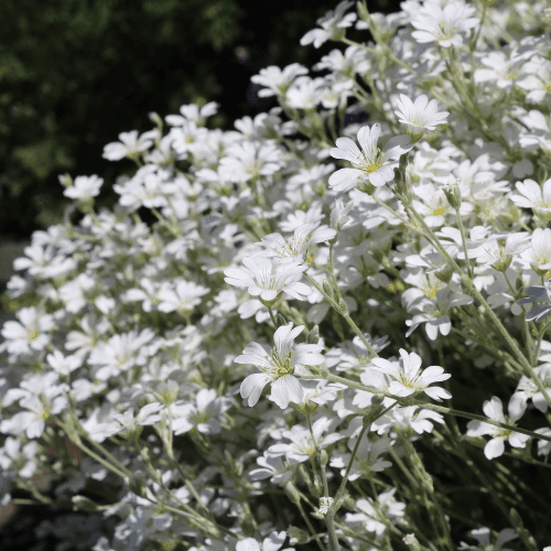 Oreille de souris, Céraiste - Cerastium tomentosum - FLEURANDIE