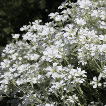 Oreille de souris, Céraiste - Cerastium tomentosum