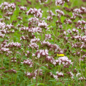 Origan commun -  Origanum vulgare