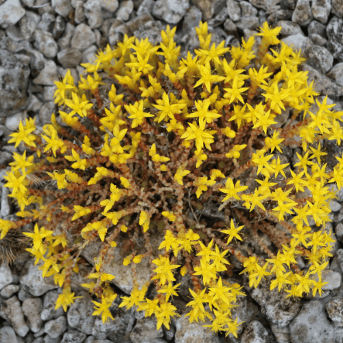 Orpin âcre, Poivre des murailles - Sedum acre (AG) - FLEURANDIE