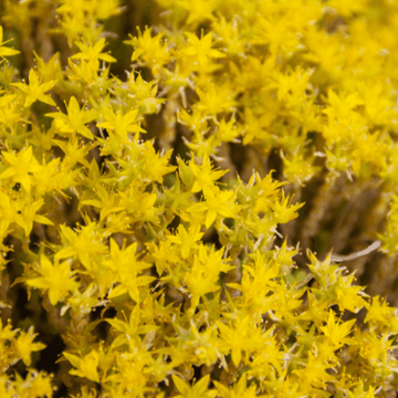 Orpin âcre, Poivre des murailles - Sedum acre