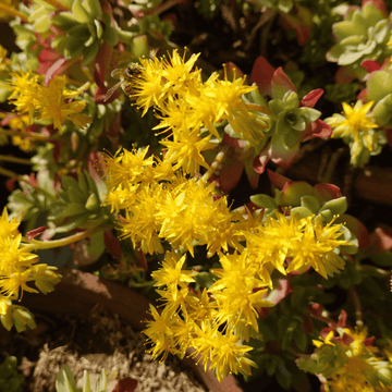 Orpin de l'Oregon - Sedum oreganum