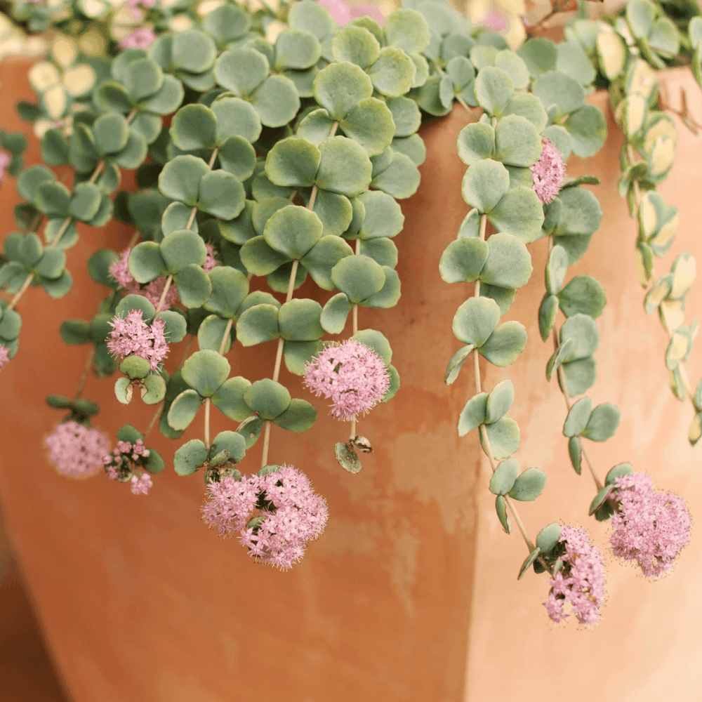 Orpin de Siebold - Sedum sieboldii - FLEURANDIE