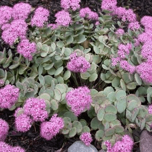 Orpin de Siebold - Sedum sieboldii - FLEURANDIE