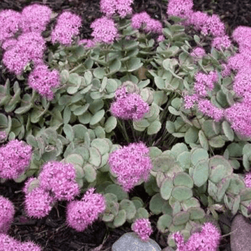 Orpin de Siebold - Sedum sieboldii