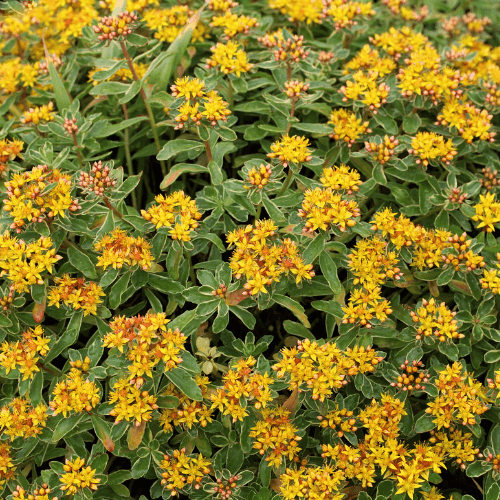 Orpin du Kamtchatka - Sedum kamtschaticum Variegatum - FLEURANDIE