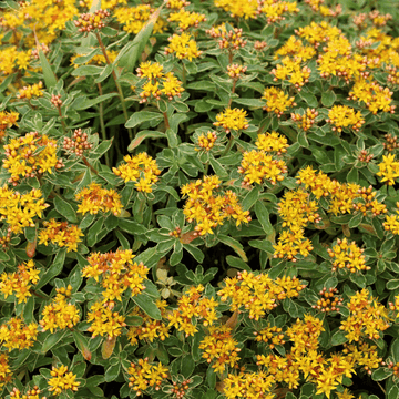 Orpin du Kamtchatka - Sedum kamtschaticum Variegatum