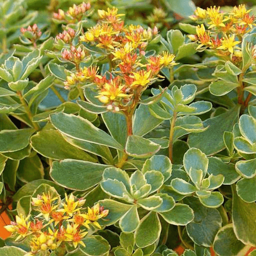 Orpin du Kamtchatka - Sedum kamtschaticum Variegatum - FLEURANDIE