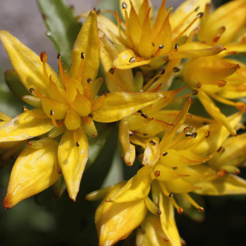 Orpin du Kamtschaka 'Weihenstephaner Gold' - Sedum kamtschaticum floriferum 'Weihenstephaner Gold' - FLEURANDIE