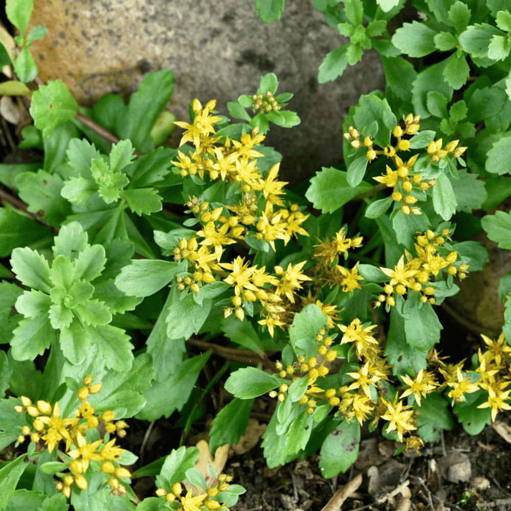 Orpin du Kamtschaka 'Weihenstephaner Gold' - Sedum kamtschaticum floriferum 'Weihenstephaner Gold' - FLEURANDIE