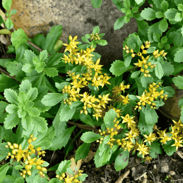 Orpin du Kamtschaka 'Weihenstephaner Gold' - Sedum kamtschaticum floriferum 'Weihenstephaner Gold'