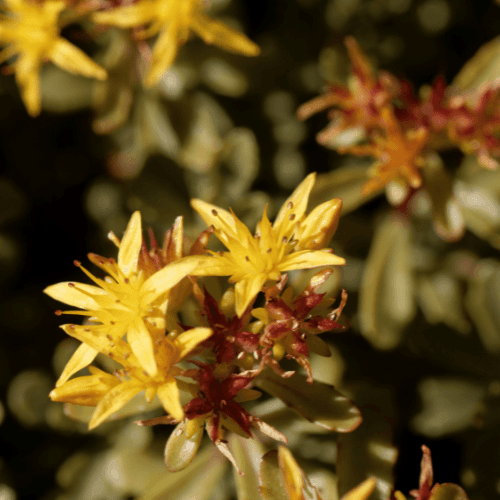 Orpin du Kamtschaka 'Weihenstephaner Gold' - Sedum kamtschaticum floriferum 'Weihenstephaner Gold' - FLEURANDIE