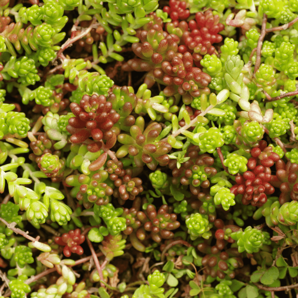 Orpin lydium 'Scotland' - Sedum lydium 'Scotlant' - FLEURANDIE