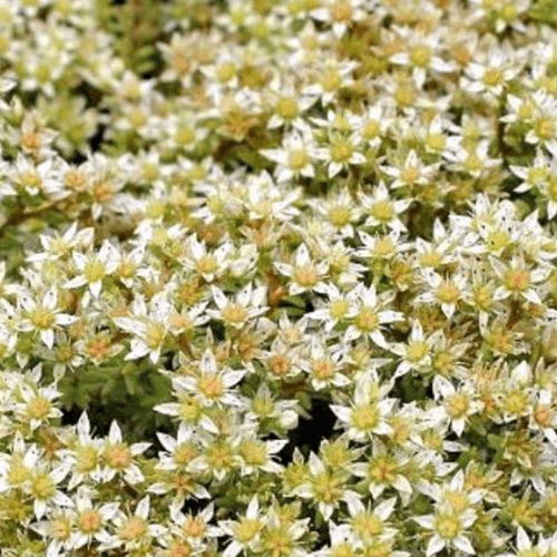 Orpin, Poivre de muraille blanc - Sedum acre 'Oktoberfest' - FLEURANDIE