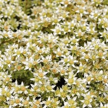 Orpin, Poivre de muraille blanc - Sedum acre 'Oktoberfest'