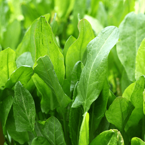 Oseille commune - Rumex acetosa - FLEURANDIE