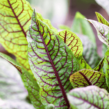 Oseille rouge - Rumex montanum Rubrifolia