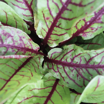 Oseille rouge - Rumex montanum Rubrifolia