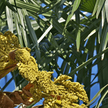 Palmier de Chine -  Chamaerops excelsa (syn : trachycarpus fortunei)