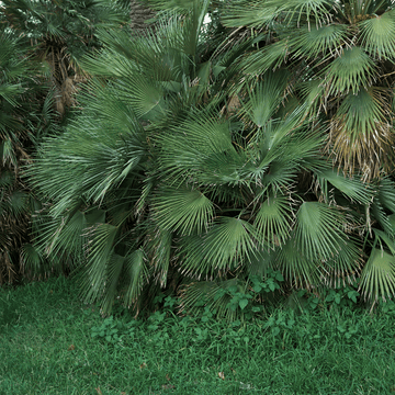 Palmier nain - Chamaerops humilis - FLEURANDIE