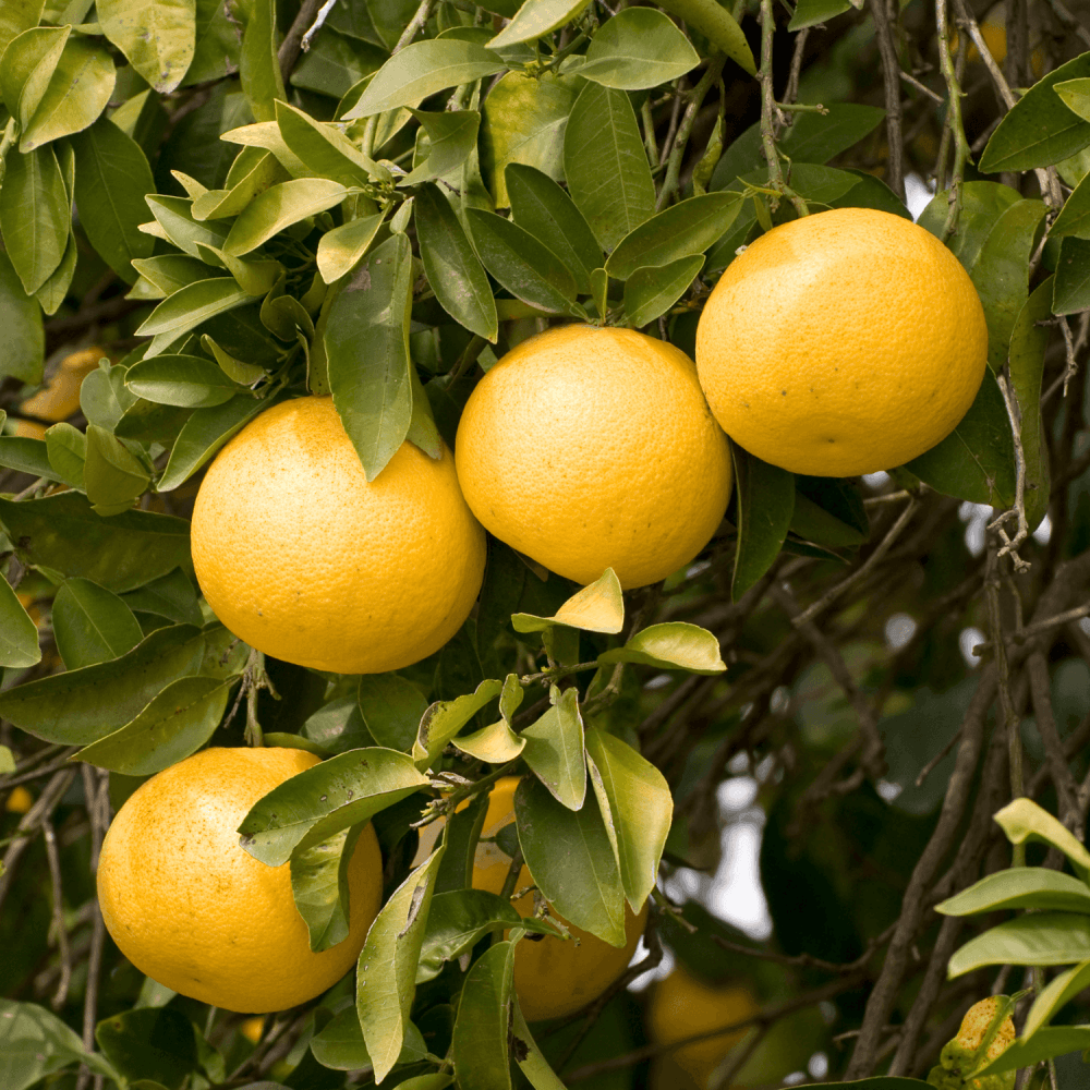 Pamplemoussier - Citrus Paradisi - FLEURANDIE