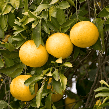 Pamplemoussier - Citrus Paradisi