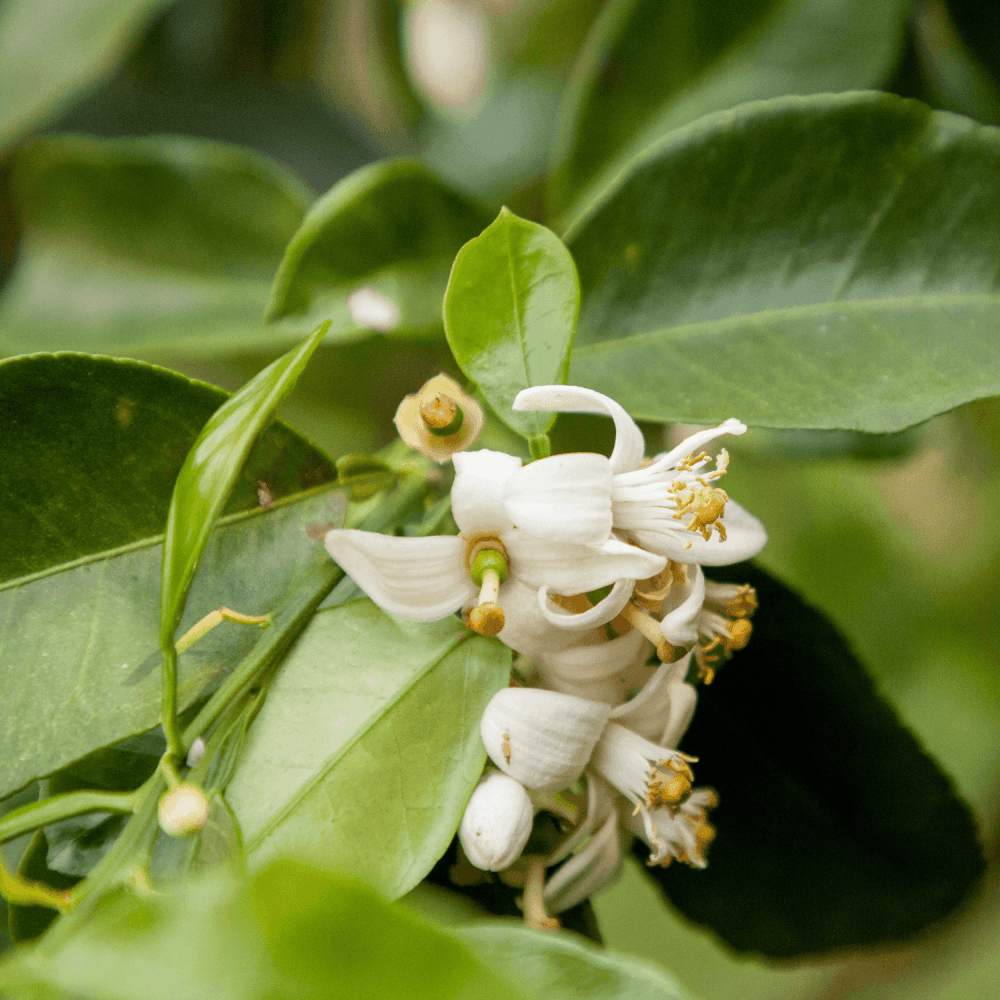 Pamplemoussier - Citrus Paradisi - FLEURANDIE