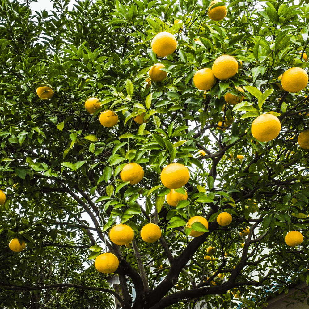 Pamplemoussier - Citrus Paradisi - FLEURANDIE