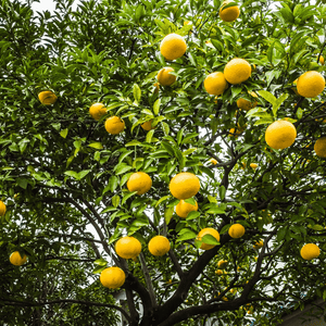 Pamplemoussier - Citrus Paradisi - FLEURANDIE