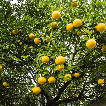 Pamplemoussier - Citrus Paradisi