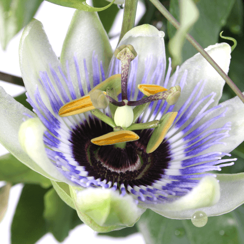 Passiflore bleue, Fleur de la passion - Passiflora caerulea - FLEURANDIE