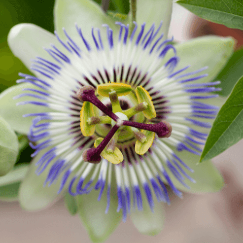 Passiflore Bleue Caerulea Passiflora Caerulea passiflore-bleue-caerulea-passiflora-caerulea