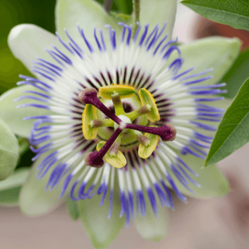 Passiflore bleue, Fleur de la passion - Passiflora caerulea - FLEURANDIE