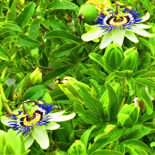 Passiflore bleue, Fleur de la passion - Passiflora caerulea - FLEURANDIE