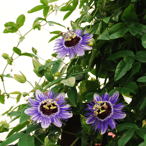 Passiflore, Fleur de la passion 'Purple Haze' - Passiflora caerulea 'Purple Haze' - FLEURANDIE