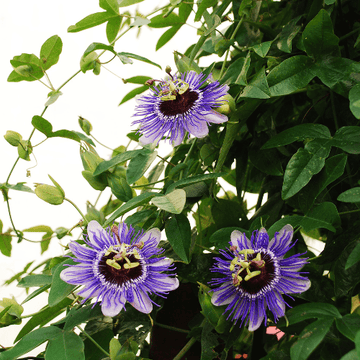 Passiflore, Fleur de la passion 'Purple Haze' - Passiflora caerulea 'Purple Haze'