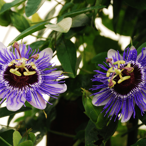 Passiflore, Fleur de la passion 'Purple Haze' - Passiflora caerulea 'Purple Haze' - FLEURANDIE