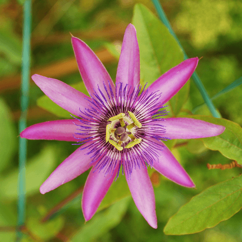 Passiflore 'Lavender Lady' - Passiflora 'Lavender Lady' - FLEURANDIE