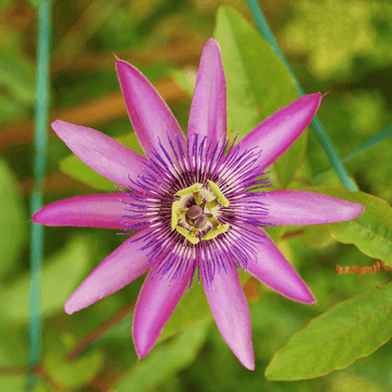 Passiflore 'Lavender Lady' - Passiflora 'Lavender Lady'