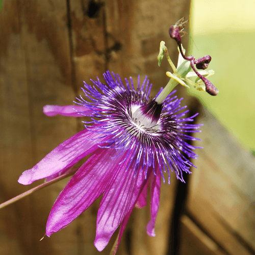 Passiflore 'Lavender Lady' - Passiflora 'Lavender Lady' - FLEURANDIE