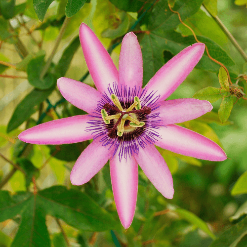 Passiflore 'Lavender Lady' - Passiflora 'Lavender Lady' - FLEURANDIE