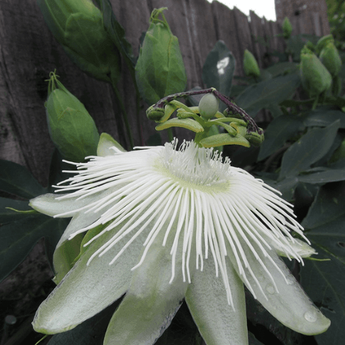 Passiflore 'Snow Queen' - Passiflora 'Snow Queen' - FLEURANDIE