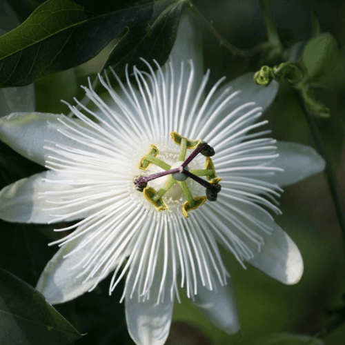 Passiflore 'Snow Queen' - Passiflora 'Snow Queen' - FLEURANDIE