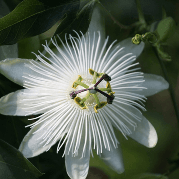 Passiflore 'Snow Queen' - Passiflora 'Snow Queen'