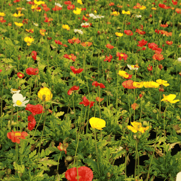 Pavot d'islande - Papaver nudicaule